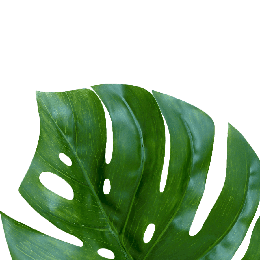 demo-attachment-531-plante